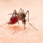 بیماری مالاریا و کمک هوش مصنوعی به درمان آن
