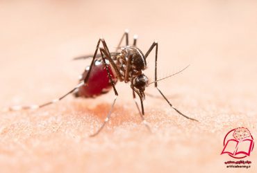 بیماری مالاریا و کمک هوش مصنوعی به درمان آن