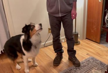 تربیت سگ‌ها با هوش مصنوعی